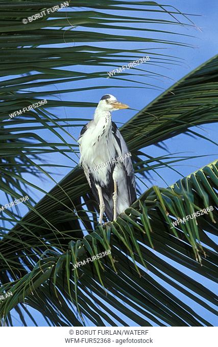 Grey Heron on Palm Tree, Ardea cinerea, Ellaidhoo, Ari Atoll, Maldives