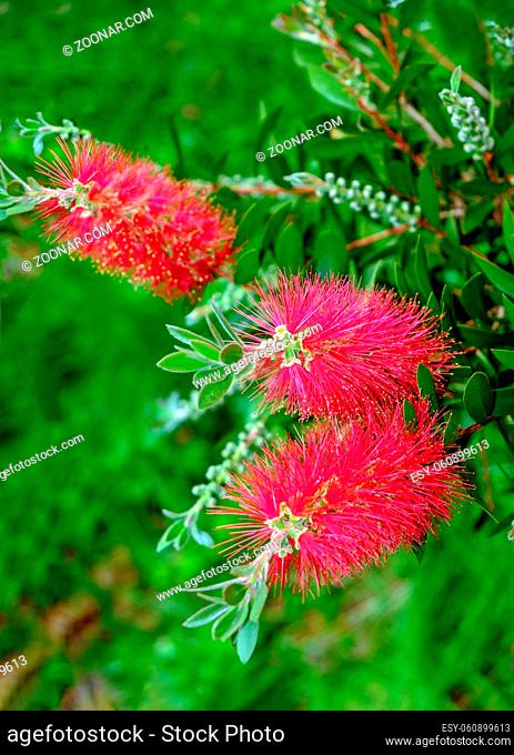 Plant of Callistemon with red bottlebrush flowers and flower buds