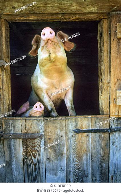 domestic pig (Sus scrofa f. domestica), two pigs sniffing fresh air, Italy, South Tyrol