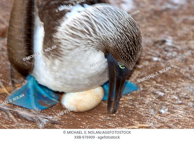Blue-footed booby Sula nebouxii adult on eggs in the Galapagos Island Group, Ecuador  MORE INFO: The Galapagos are a nesting and breeding area for blue-footed...