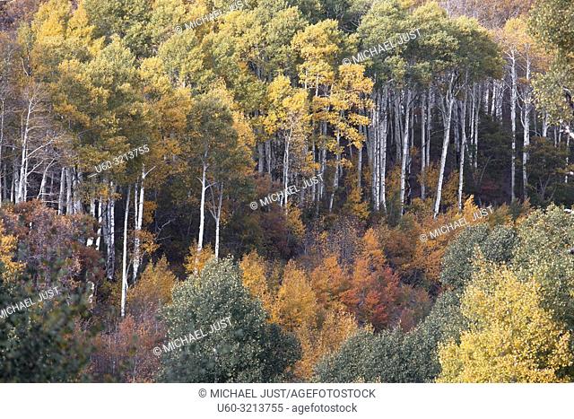 Fall colors have arrived to Kolob Terrace adjacent to Zion National Park, Utah