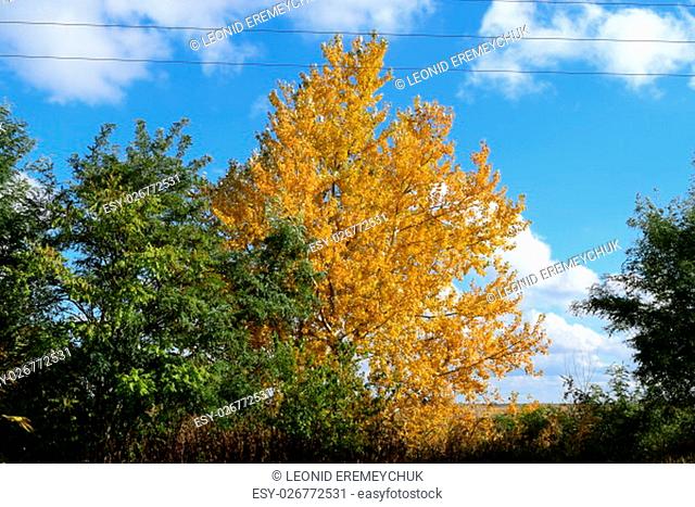 Collection of Beautiful Colorful Autumn Leaves. green, yellow and orange and red