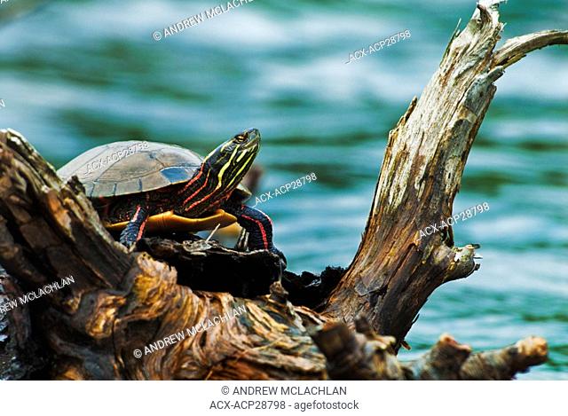Eastern Painted Turtle Chrysemys picta picta on log in Horseshoe Lake in Ontario's Muskoka Region