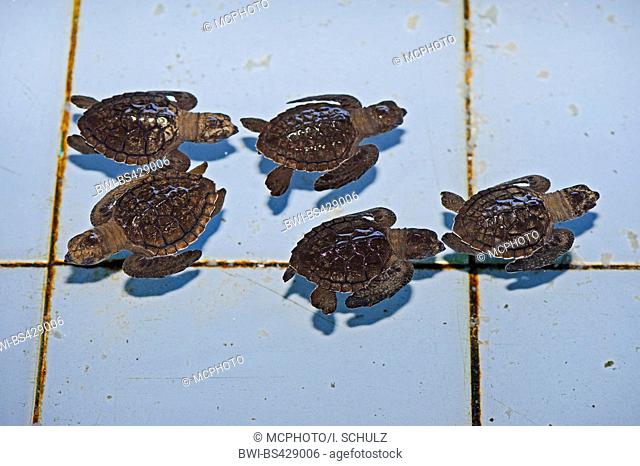 Olive ridley, Pacific ridley turtle, Olive ridley sea turtle, Pacific ridley sea turtle (Lepidochelys olivacea), circa one month old sea turtles in a breeding...