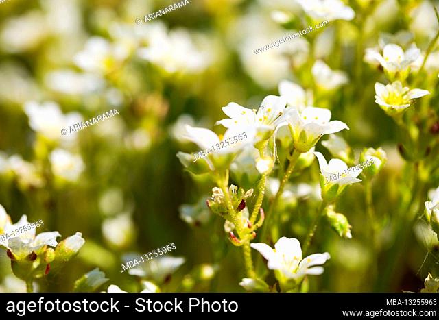 Beautiful white flowers - Astmoossteinbrech, Saxifraga hypnoides, Steinbrech - selective focus