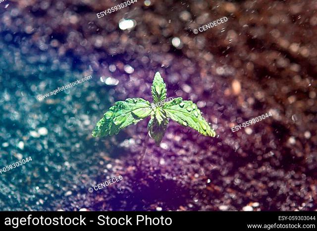 A cannabis seedlings of small plant. cultivation in an indoor marijuana Macro. Seedling in the ground in the sun, The stage of vegetation hemp
