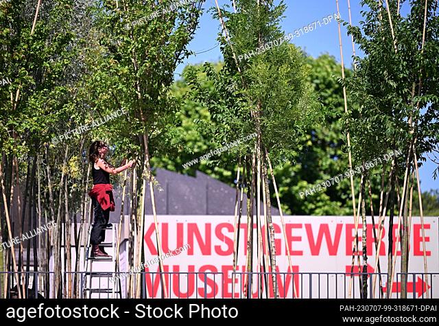 07 July 2023, Berlin: An employee of atelier le balto prunes young deciduous trees on the Piazzetta of the Kulturforum as part of the ""Baumschule Kulturforum""...
