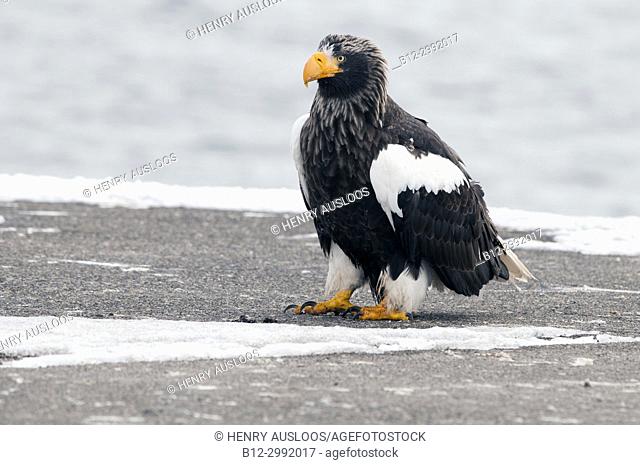 Steller's sea eagle (Haliaeetus pelagicus), Japan