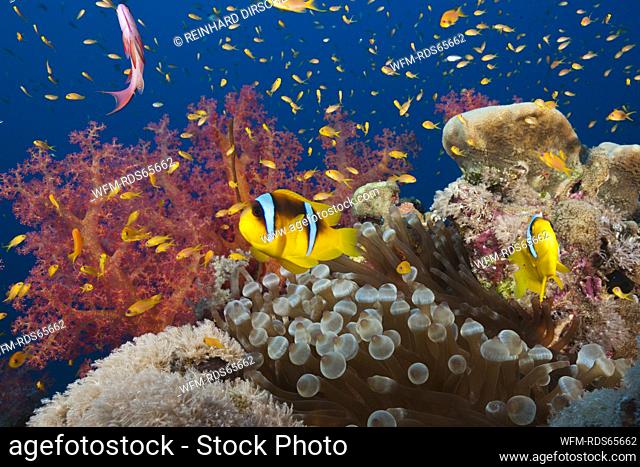 Twobar Anemonefish in Coral Reef, Amphiprion bicinctus, Red Sea, Ras Mohammed, Egypt