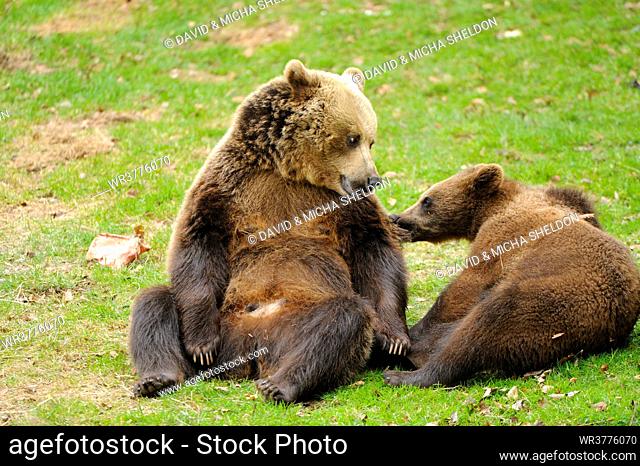 Brown bears (Ursus arctos) in National Park Bavarian Forest, Germany