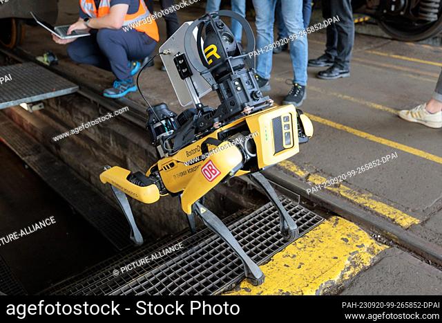 20 September 2023, Hesse, Bischofsheim: The robot dog can climb stairs and climbs into the maintenance pit. Robot dog ""Spot"" for digital maintenance of...