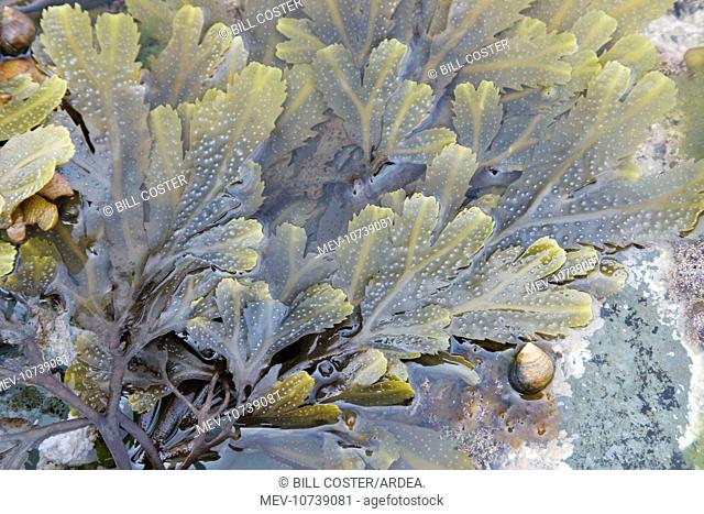 Edible Periwinkle on Toothed Wrack Seaweed (Fucus serratus) in tide pool (Littorina littorea)
