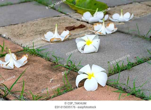 Plumeria flowers lay on floor