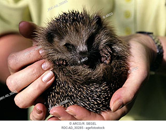 Young European Hedgehog in hands Erinaceus europaeus