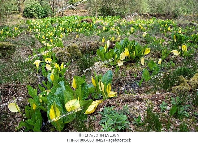 Yellow Skunk Cabbage Lysichiton americanum flowering mass, Ardkinglas Woodland Garden, Cairndow, Argyll, Scotland, april