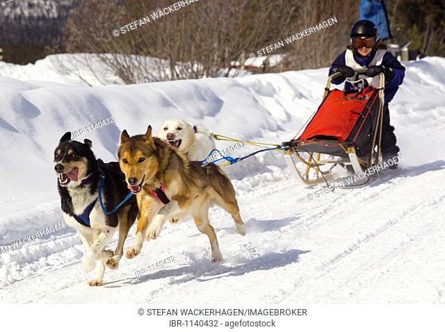 Child mushing a sled dog team, Alaskan Huskies, Copper Haul Twister Dog Sled Race, Yukon Territory, Canada