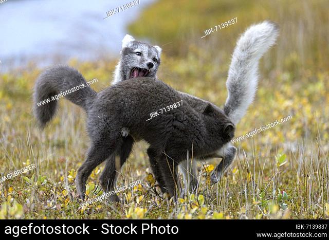 Young playing Arctic foxes (Vulpes lagopus), Möðrudalur, Austurland, Iceland, Europe