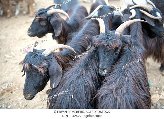 Goats (Capra aegagrus hircus) gathered together at the Guelmim market, Guelmim province, Morocco
