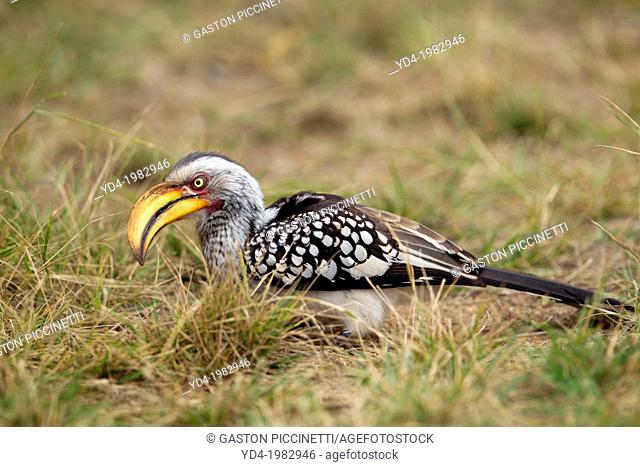 Yellowbillled Hornbill (Tockus flavirostris), Kruger National Park, South Africa