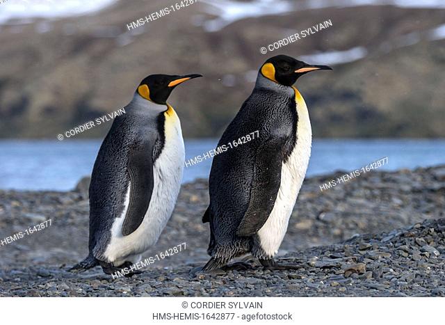 Antarctic, South Georgia Island, Stromness Harbour, King Penguin (Aptenodytes patagonicus)