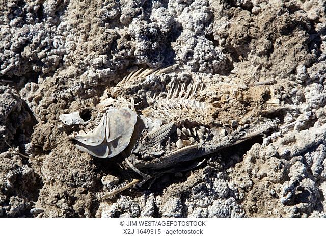 Calipatria, California - A dead fish, a victim of declining water levels, on the shore of the Salton Sea in the Sonny Bono Salton Sea National Wildlife Refuge