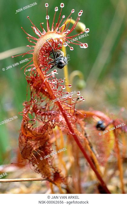 Great Sundew (Drosera anglica) carnivorous plant trapping an insect, increasingly rare in North America