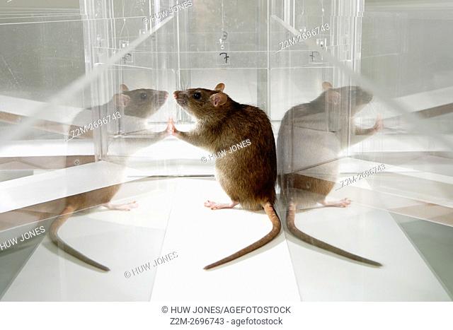 Laboratory Rat in psychology experiment, glass maze