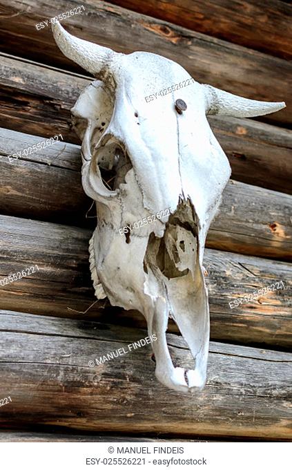 White skeleton of a bull skull hanging on a wooden cottage