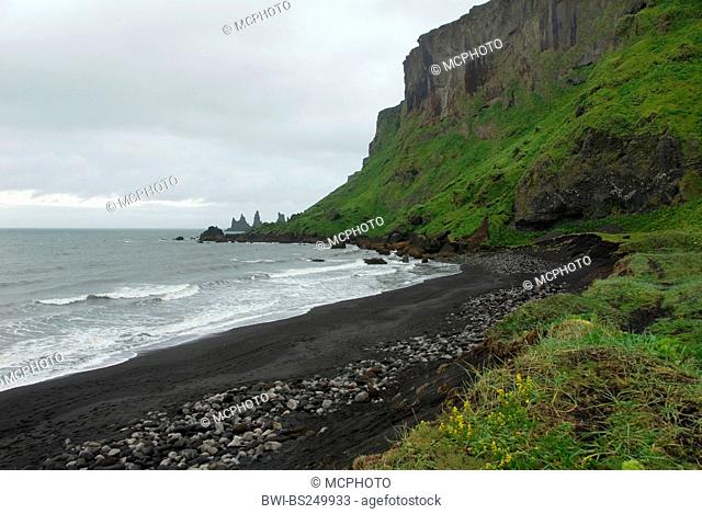 bay at moor valley with steep coast overgrown with grass, Iceland, Mrdalur, Vik i Myrdal