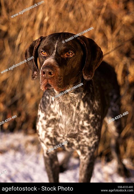 German Short-haired Pointer, AKC, 5-year-old 'Gus' photographed at the edge of Lake Lucille and owned by Pamela Stillman of Eagle River, Alaska