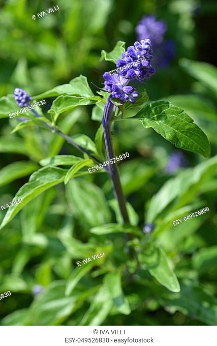 Mealy Cup Sage - Latin name - Salvia farinacea Evolution