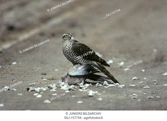Sparrow Hawk with prey / Accipiter nisus