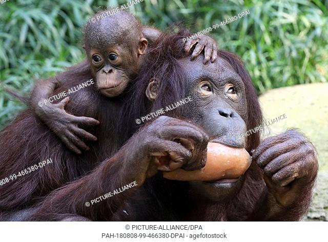 08 August 2018, Germany, Rostock: Female orangutan Dinda with her daughter Lintang (born 25.02.2018) eats an ""ice bomb"" of frozen applesauce