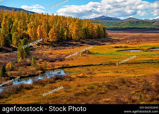 Altai river Kurkurek with larch forest on Eshtykel plateau. Autumn, trees are in fall yellow colors. Altai, Siberia, Russia