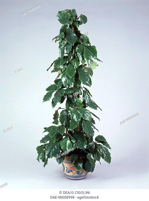 Houseplants - Vitaceae. Chestnut vine (Tetrastigma voinieranum)