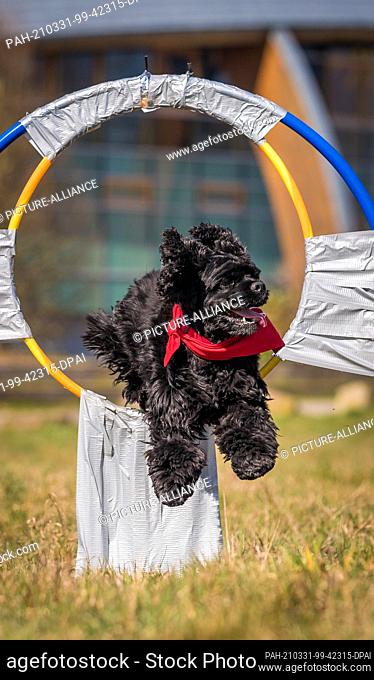 31 March 2021, Lower Saxony, Hanover: American Cocker Spaniel Gil jumps through a hoop during the world record attempt in ""hoop jumping""