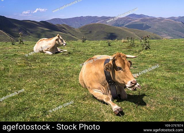 Cow, Superbagnères, Bagnères-de-Luchon, Pyrenean, Haute-Garonne department, Occitanie, France