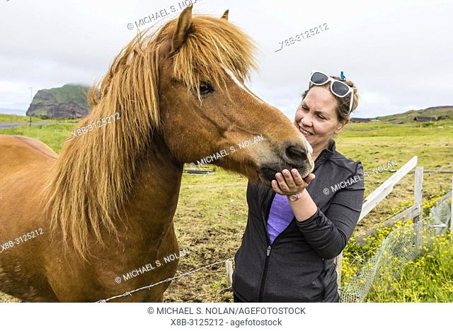 A local guide with an Icelandic horse, Heimaey Island, in the Westman Island Group, Iceland
