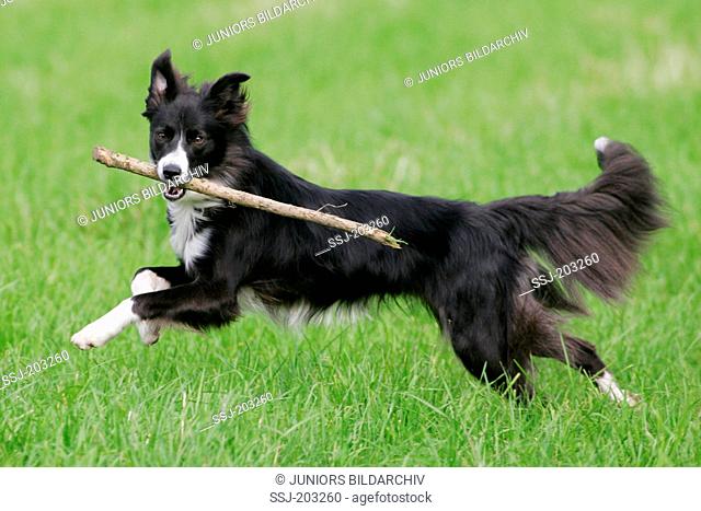 Border Collie. Adult running on grass while wearing a stick in its mouth. Germany