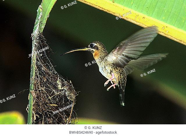 band-tailed barbthroat (Threnetes ruckeri), approaching the nest, Costa Rica
