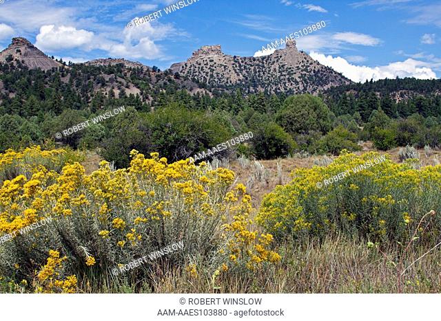 Rock Pillars; Chimney Rock Archaeological Area and National Historic Site; San Juan National Forest; Archuleta County; Colorado; Yellow shrub is Rabbitbrush