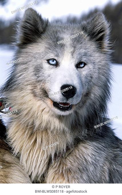 Siberian husky Canis lupus f. familiaris, portrait