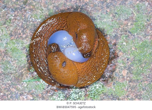 dusky slug, dusky arion (Arion subfuscus), copulation, Germany