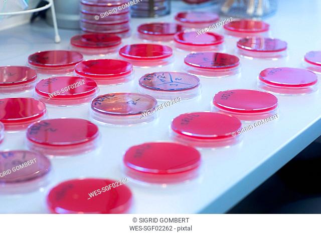 Petri dishes with growth medium in lab