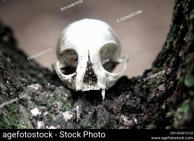 The skull as a symbol of death (memento mori). White animal skull with large eye sockets (orbital cavity) and predatory teeth (fang, tusk