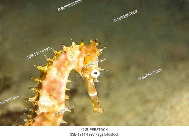 Thorny Seahorse Hippocampus hystrix Underwater Sea Life at Mindoro Island near Puerto Gallera Philippines SE Asia