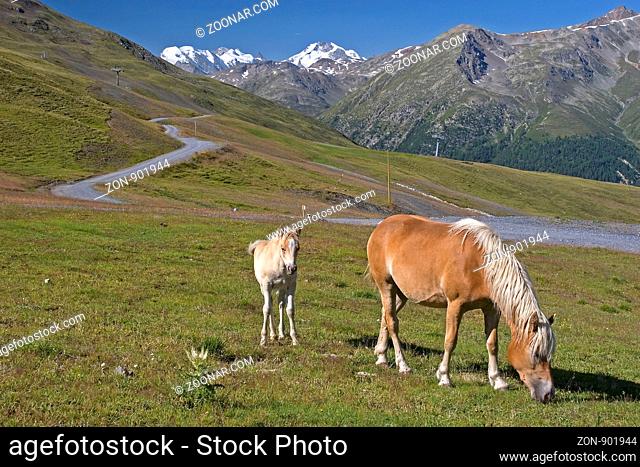 Haflingerstute mit Fohlen auf einer Almwiese in Livigno vor dem Gebirgsstock der Berninagruppe