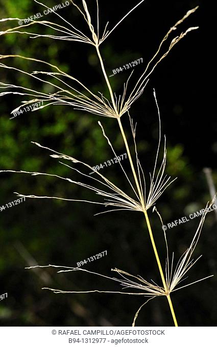 Smooth bromegrass, Bromus inermis. Family Poaceae. Torrelles de Llobregat. Barcelona. Catalonia. Spain