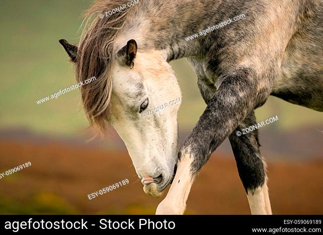 Wild horses near Hay Bluff and Twmpa in the Black Mountains, Brecon Beacons, Wales, UK