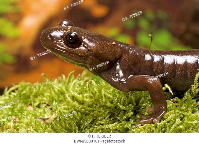 Northwestern salamander (Ambystoma gracile), portrait